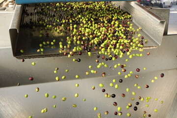 raccolta delle olive e lavoro al frantoio per la produzione dell'olio evo
