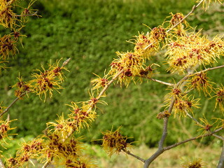 Hamamelis am Blühen