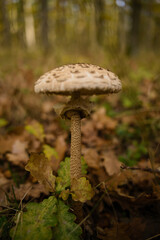 mushroom in the forest