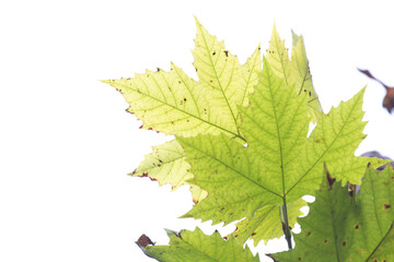 Spring Concept, Green Maple Leaves