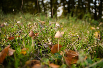 mushrooms in the forest