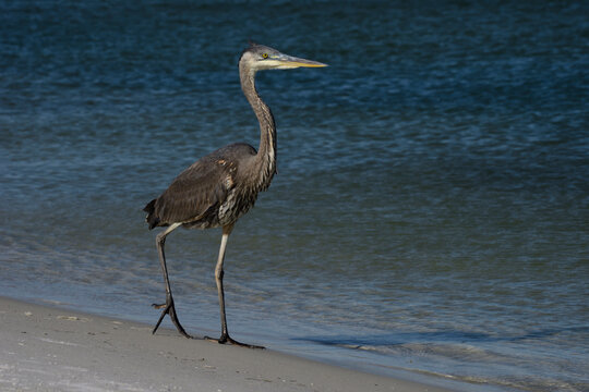 Great Blue Heron on Bird Island, Orange Beach, AL