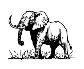 bold black vector of african elephant standing in savanna grass, wildlife illustration