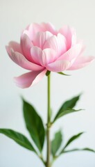 Fototapeta premium Delicate light pink peony, pure white background, soft focus, high quality, photography, pastel