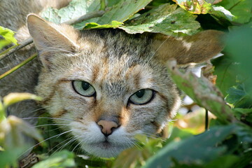 Eine Wildkatze aus dem Hunsrück in Rheinland-Pfalz