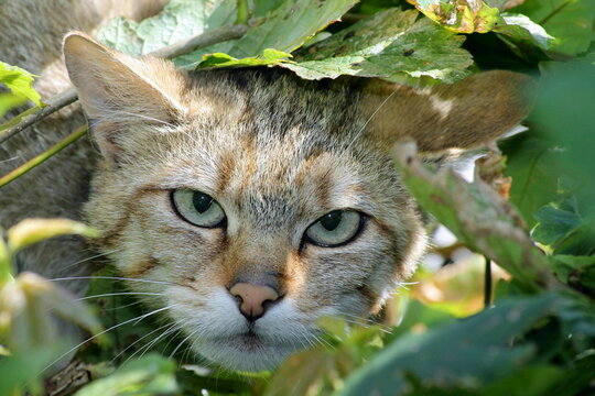Eine Wildkatze aus dem Hunsr&uuml;ck in Rheinland-Pfalz