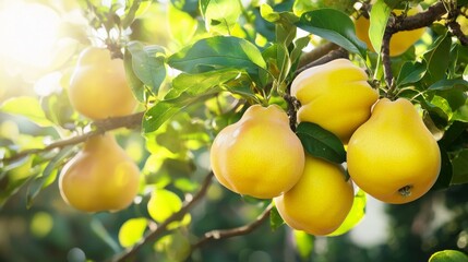 Ripe Quinces Hanging on Tree Branches in Sunlight, Close-Up Fruit