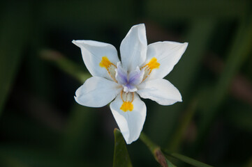 African iris in the garden in summer.