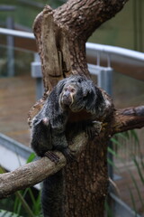 close up monkey