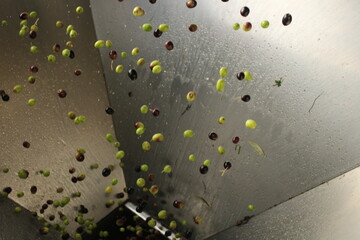 raccolta delle olive e lavoro al frantoio per la produzione dell'olio evo