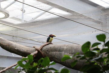 tropical colorful bird