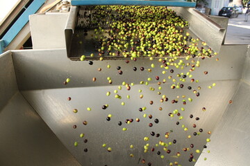 raccolta delle olive e lavoro al frantoio per la produzione dell'olio evo