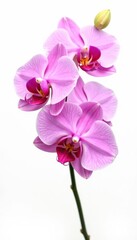 Delicate pink orchid blossoms isolated on white , summer, orchid flower, flower photography