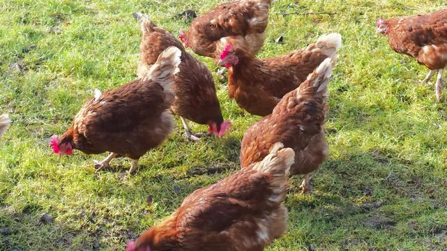 Brown hens graze on a green lawn. Wide shot, top view. The footage captures the birds&rsquo; movement in their natural environment, showing their behavior and interactions. A peaceful rural atmosphere.