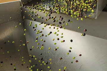 raccolta delle olive e lavoro al frantoio per la produzione dell'olio evo
