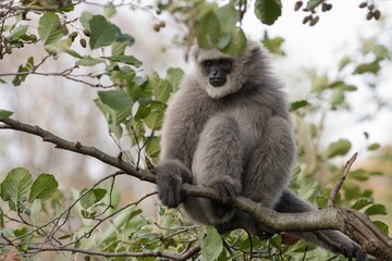 silver gibbon