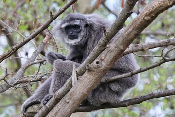 silver gibbon