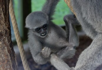 baby silver gibbon