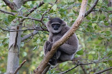silver gibbon