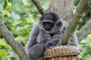 silver gibbon