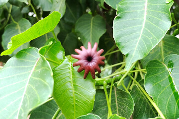 Female flower of the dynamite tree
