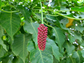 Male flower of the dynamite tree