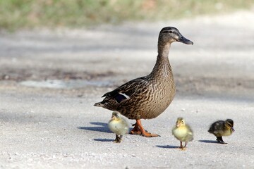 Maman cane et ses canetons