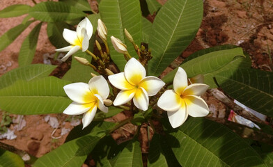 Yellow and white plumeria flower