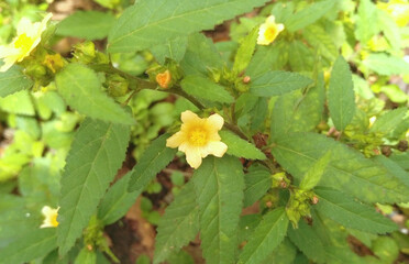 Sida acuta flower