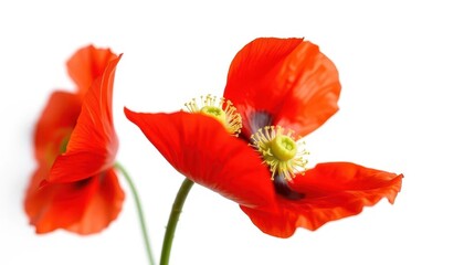 Naklejka premium Single red poppy flower, vibrant petals, white background, summer, poppy flower