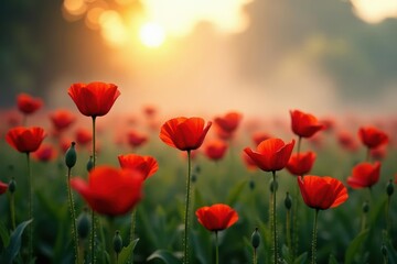 Fototapeta premium Sunlit poppies emerge from swirling morning mist , red, countryside, bloom