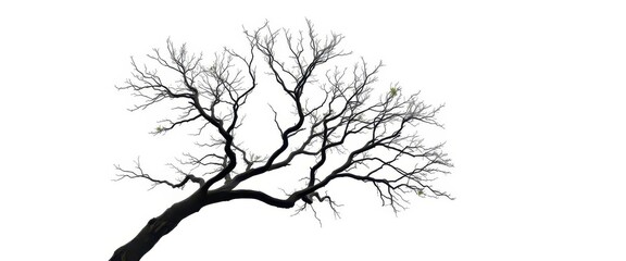Fototapeta premium A lone tree, branches reaching skyward, stark white background, art, white background