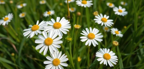 Fototapeta premium Close-up of delicate white chamomile flowers blooming in lush green grass, outdoor, field