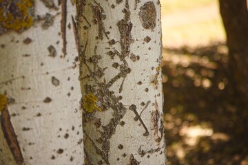 Close-up shot of Trembling aspen tree trunks (Populus tremuloides)