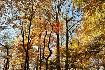 The colorful autumn trees in the forest.