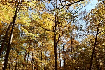 The tall autumn trees in the forest.