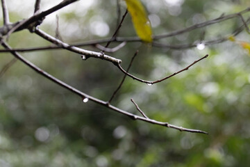 Spring Concept, Morning dews on the tree twigs