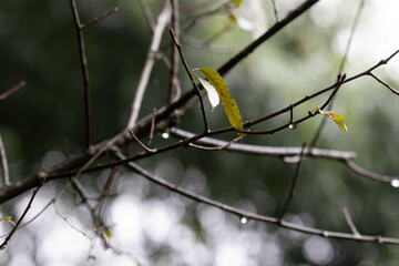Spring Concept, Morning dews on the tree twigs