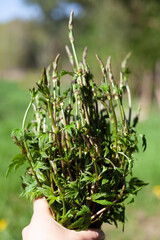 Hop shoots, hops spears, Humulus lupulus -  forageed edible green vegetable in the early spring, delicious cooked spring Italian recipe - risotto con bruscandoli.