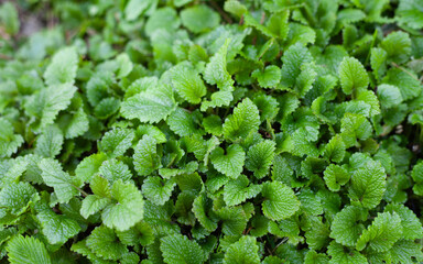 Lemon balm, Melissa officinalis - is a perennial herb plant in the mint family. The leaves have a mild lemon scent and are used in herbal tea.