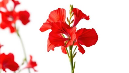 Vibrant red snapdragon blossom, isolated on white background, botanical photography, nature