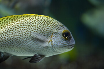 Fototapeta premium tropical fish in aquarium