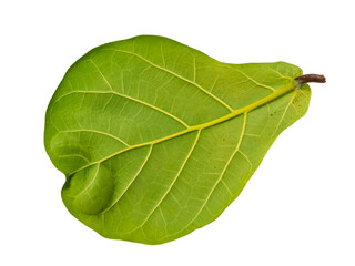 Underside of a Ficus lyrata leaf right