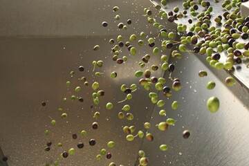 raccolta delle olive e lavoro al frantoio per la produzione dell'olio evo