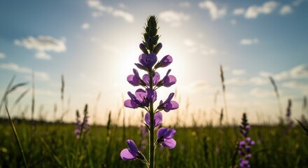 Purple Flower Blossom in Field Against Sunlight and Sky