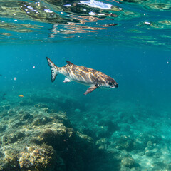 Fototapeta premium Fish swimming underwater