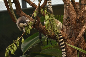 lemurs on tree