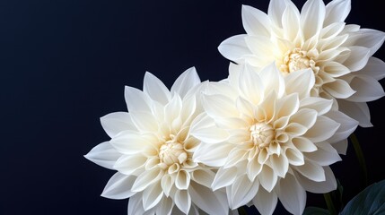 Obraz premium Delicate white wedding flowers arranged in a perfect bouquet, set against a luxurious deep navy blue background.