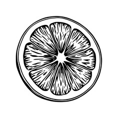 Citrus Slice: A Black and White Ink Drawing Illustration                                            
