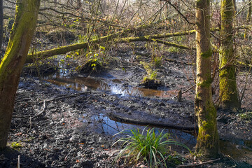 Worsley Woods flooded and muddy ground leading to Old Warke Dam.
